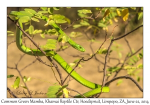 Common Green Mamba