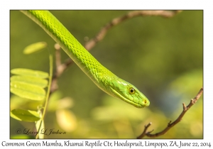 Common Green Mamba