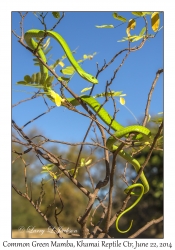 Common Green Mamba