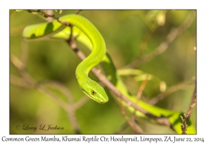 Common Green Mamba