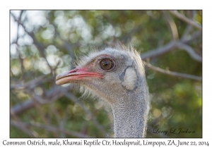 Common Ostrich