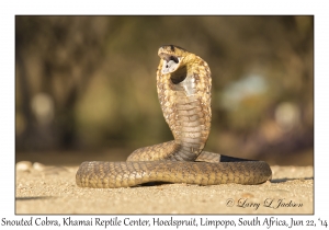 Snouted Cobra