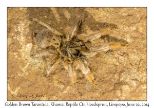 Golden Brown Tarantula