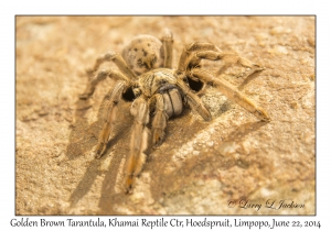 Golden Brown Tarantula