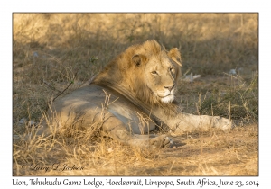 Lion, male