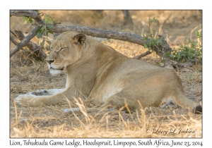 Lion, female