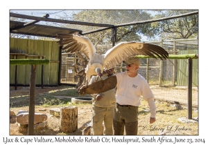 LJax & Cape Vulture