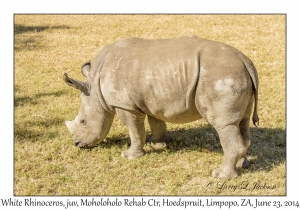 White Rhinoceros