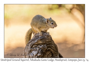Unstriped Ground Squirrel