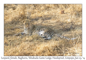 Leopard, female