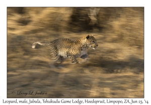 Slow Shutter Leopard