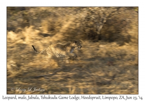 Slow Shutter Leopard