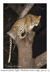 Leopard, male