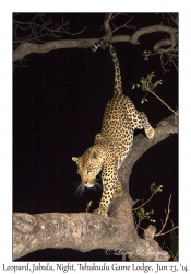 Leopard, male