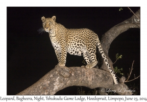 Leopard, female