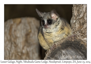 Lesser Galago