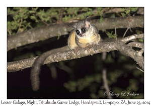 Lesser Galago