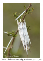 Common Bagworm