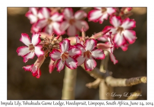 Impala Lily