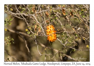 Horned Melon