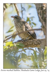 Arrow-marked Babbler