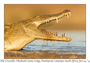 Nile Crocodile