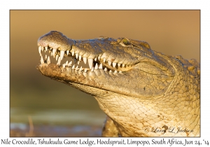 Nile Crocodile