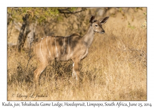 Kuku, juvenile