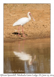 African Spoonbill