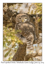 Pearl-spotted Owlet