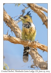 Crested Barbet