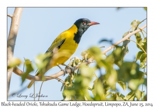 Black-headed Oriole