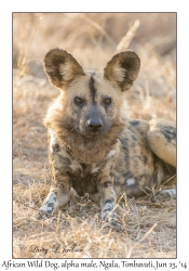 African Wild Dog