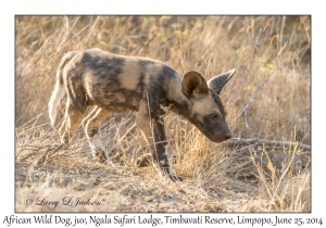 African Wild Dog, juvenile