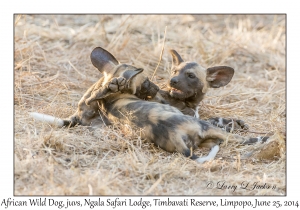 African Wild Dog, juveniles