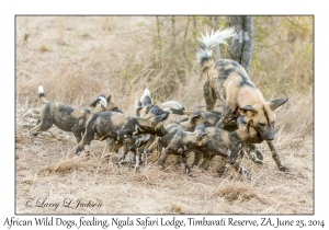 African Wild Dogs