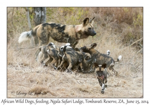 African Wild Dogs