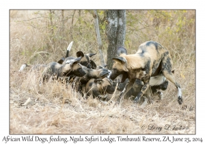 African Wild Dogs