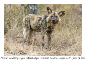 African Wild Dog