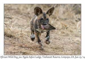 African Wild Dog, juvenile