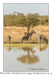 Plains Zebra