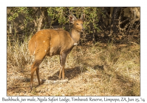 Bushbuck