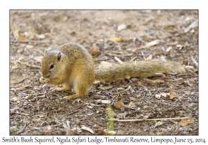 Smith's Bush Squirrel