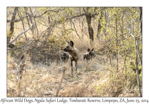 African Wild Dogs