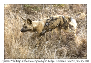 African Wild Dog