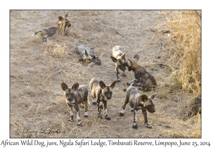 African Wild Dog, juveniles