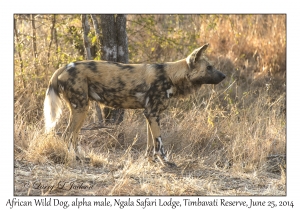 African Wild Dog