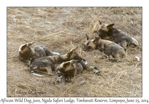 African Wild Dog, juveniles