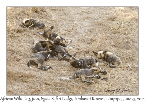 African Wild Dog, juveniles