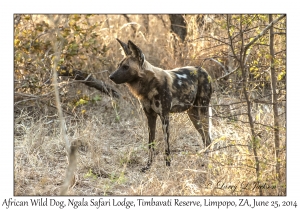 African Wild Dog